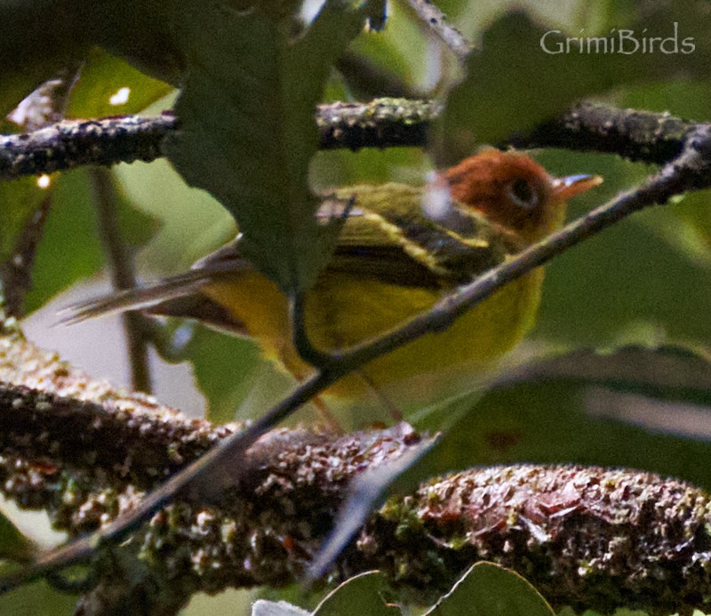 Yellow-breasted Warbler - ML592392691