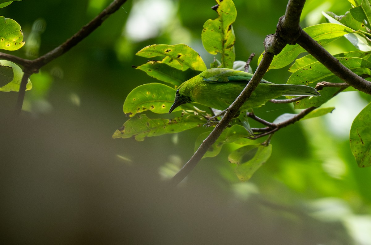 Javan Leafbird - Forest Botial-Jarvis