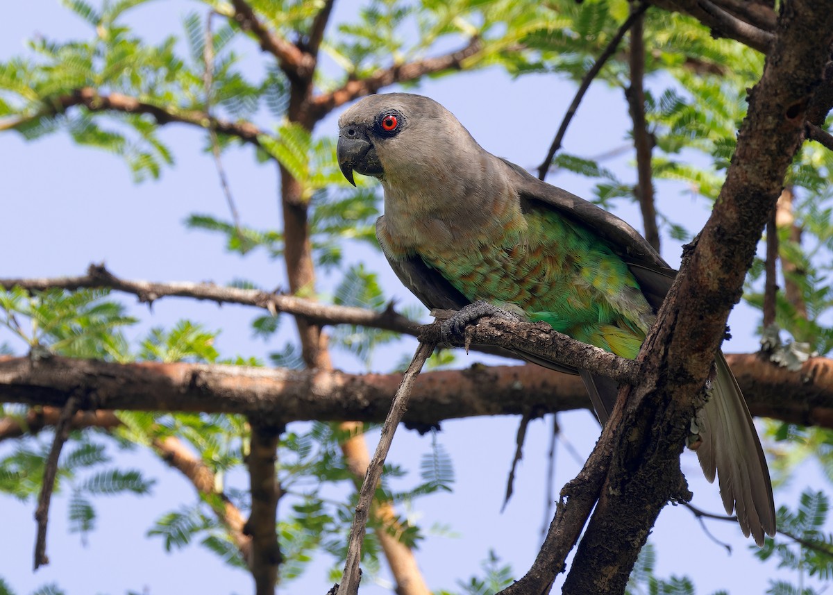 Red-bellied Parrot - Ayuwat Jearwattanakanok
