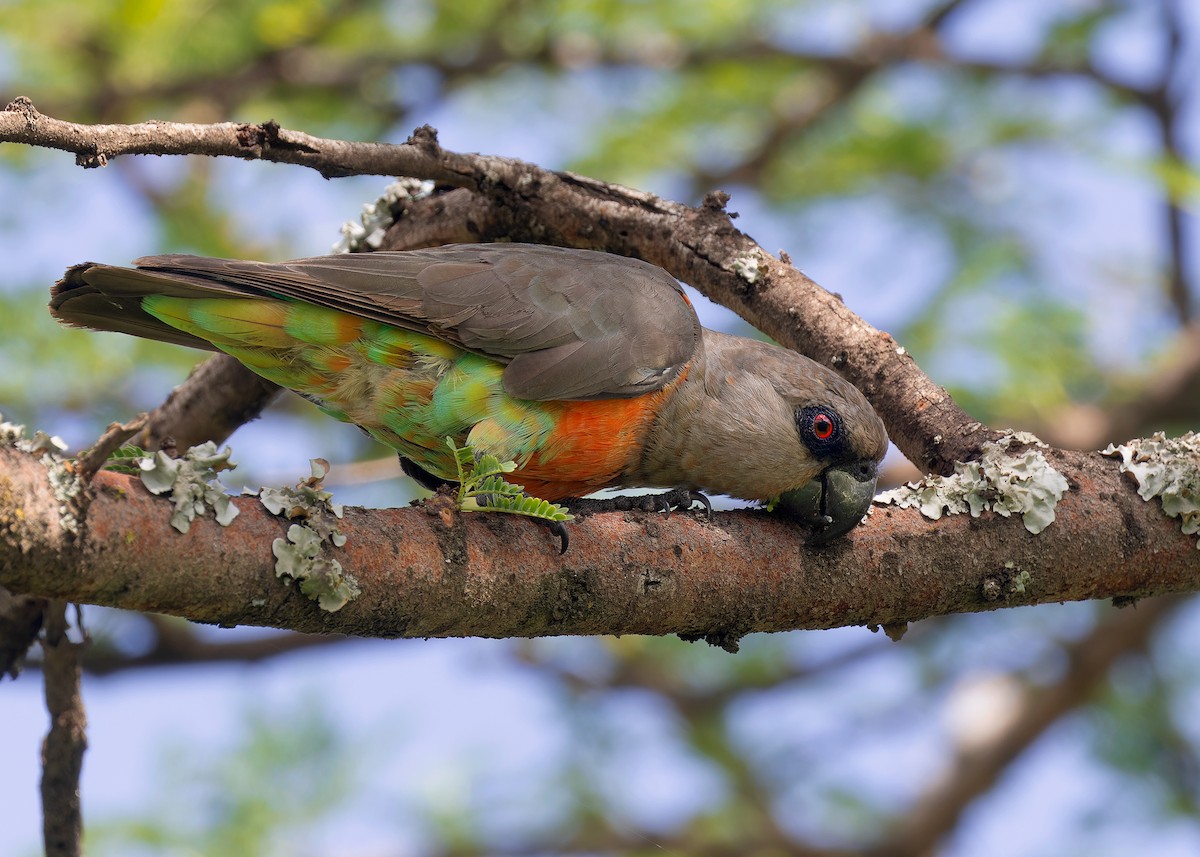 papoušek oranžovoprsý - ML592401591