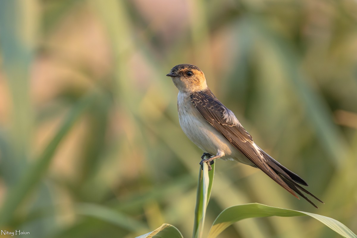 Red-rumped Swallow - ML592403911