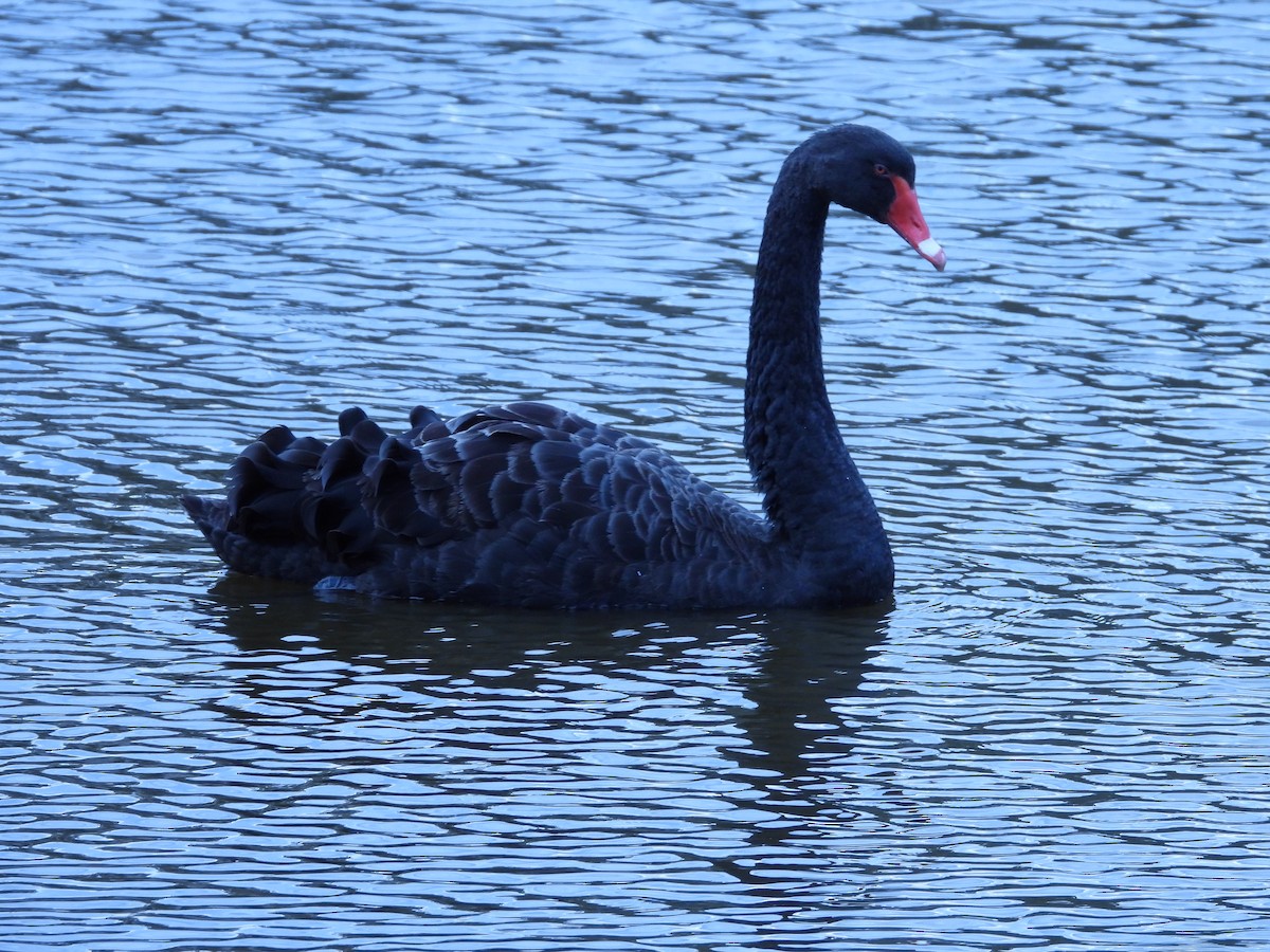 Black Swan - ML592404161