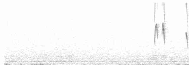 White-crested Tyrannulet (White-bellied) - ML592406221