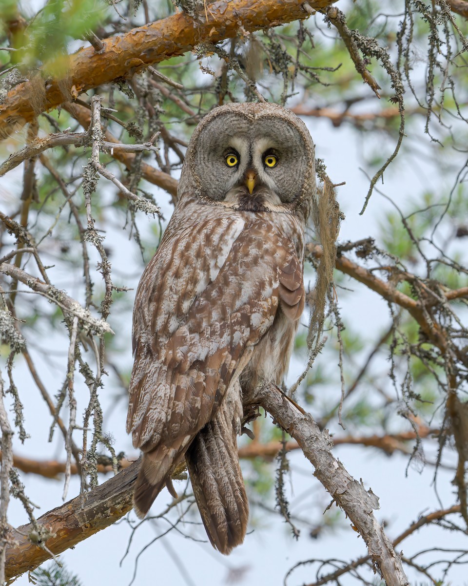 Great Gray Owl - ML592407041