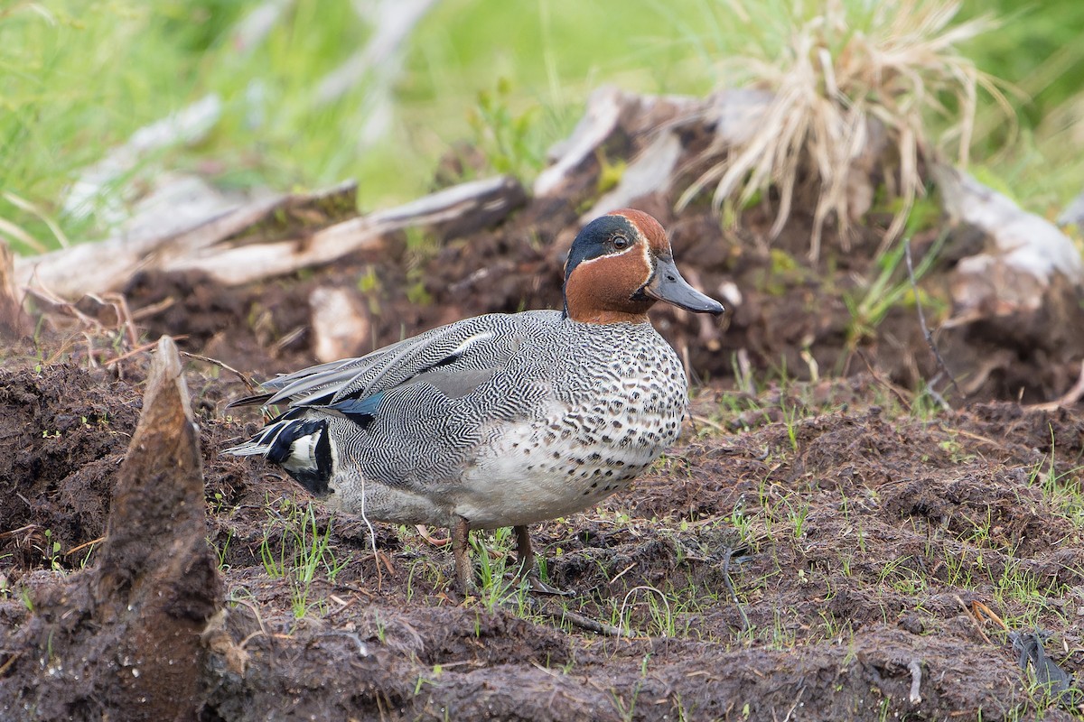 Green-winged Teal - ML592410211