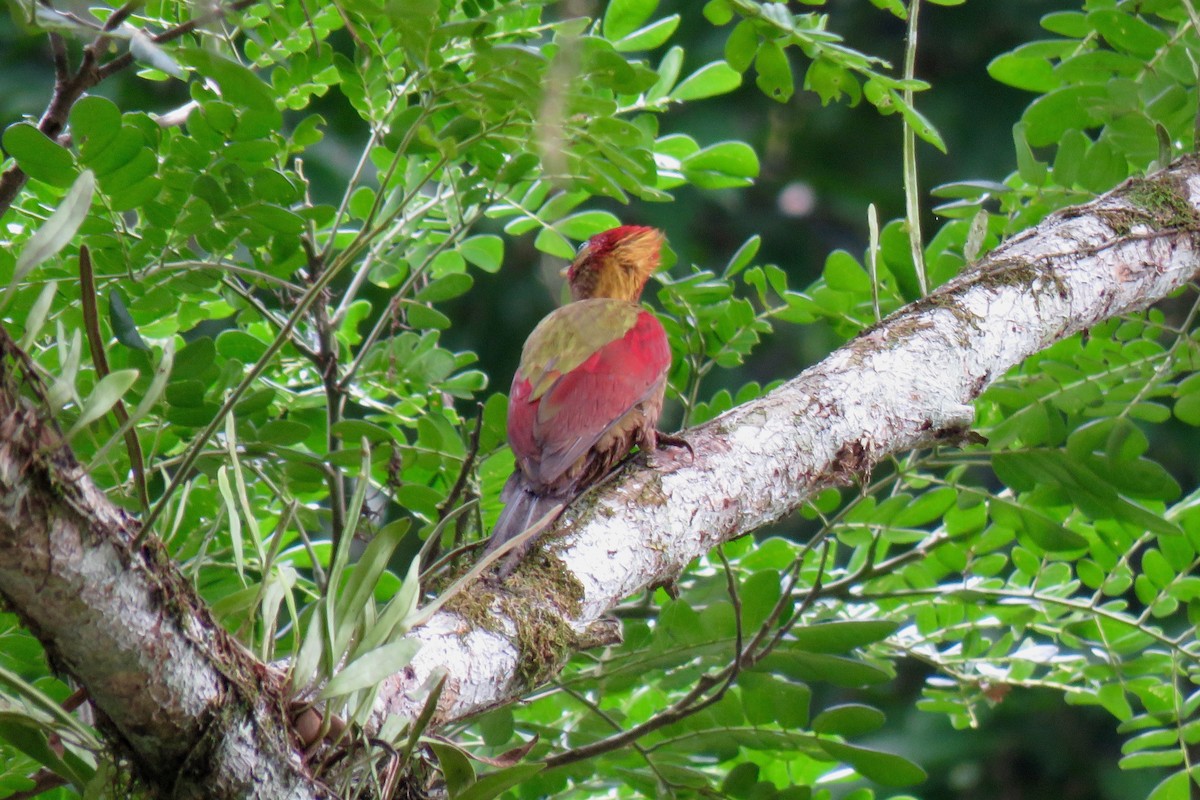 Crimson-winged Woodpecker - ML592410711
