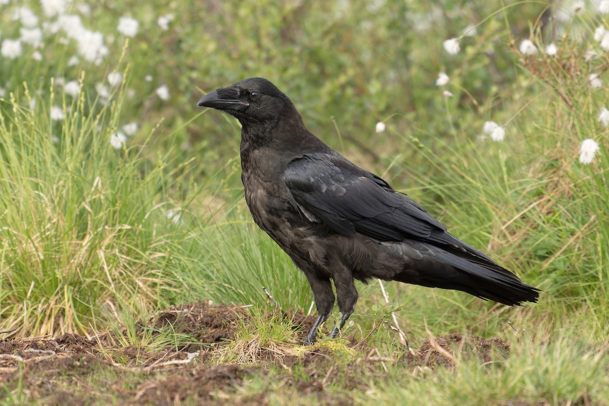 Common Raven - ML592410971