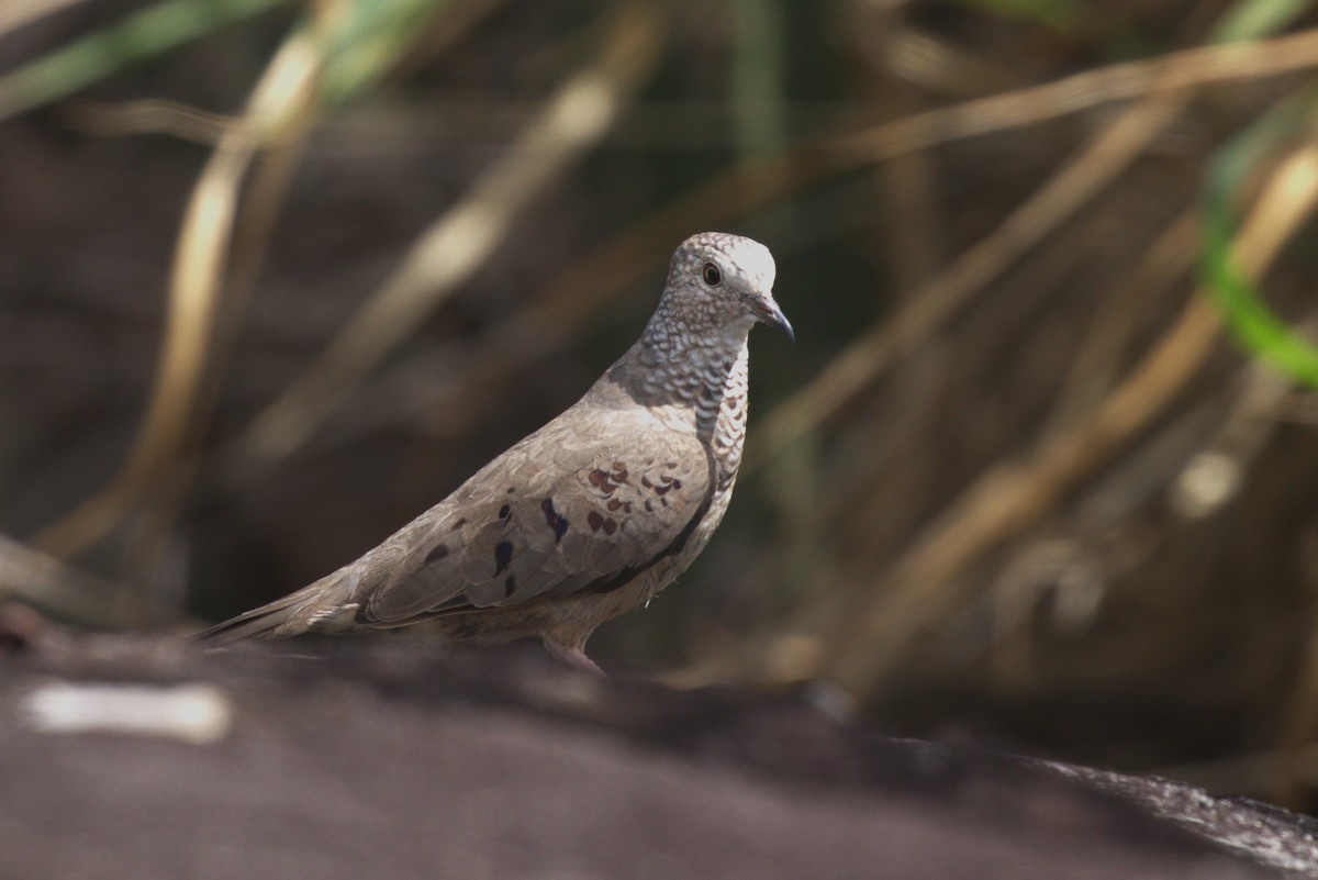 eBird Caribbean Checklist 6 Jul 2023 Rue de Friar s Bay Collectivité de Saint Martin MF