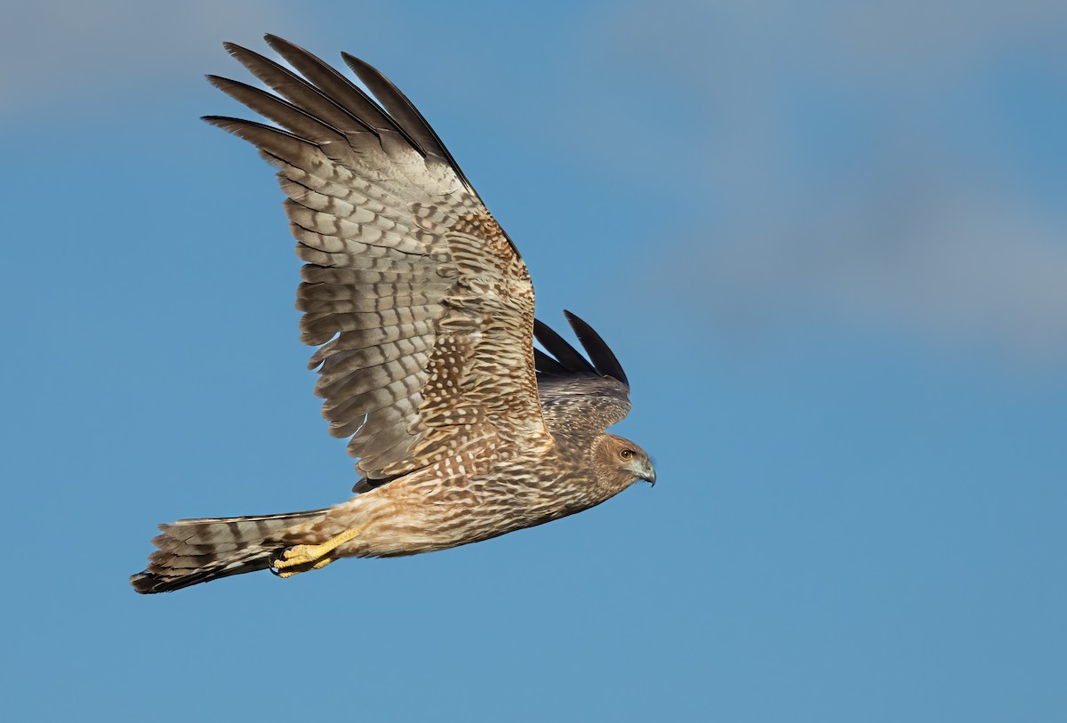 Spotted Harrier - ML592414531