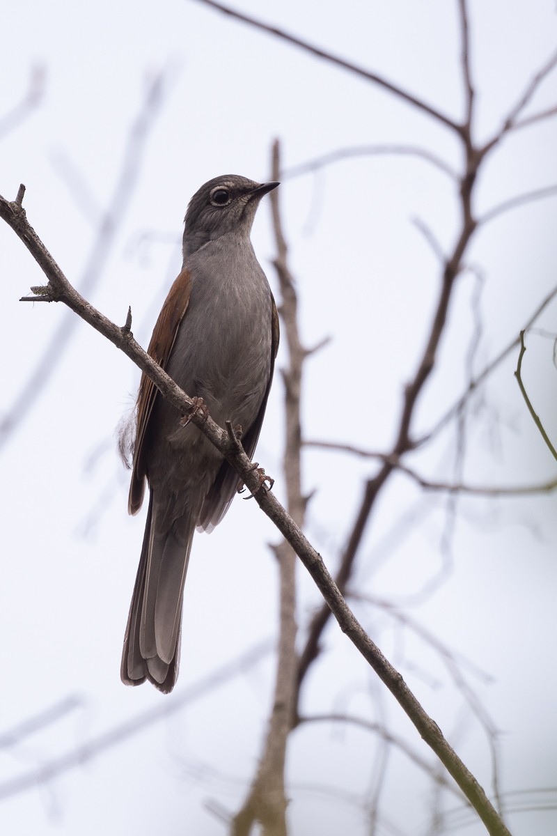 Brown-backed Solitaire - ML592414851