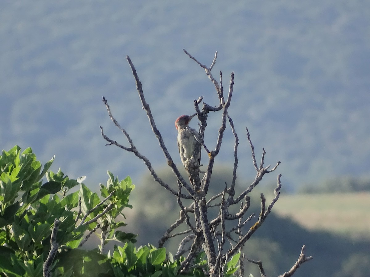 Iberian Green Woodpecker - ML592415071