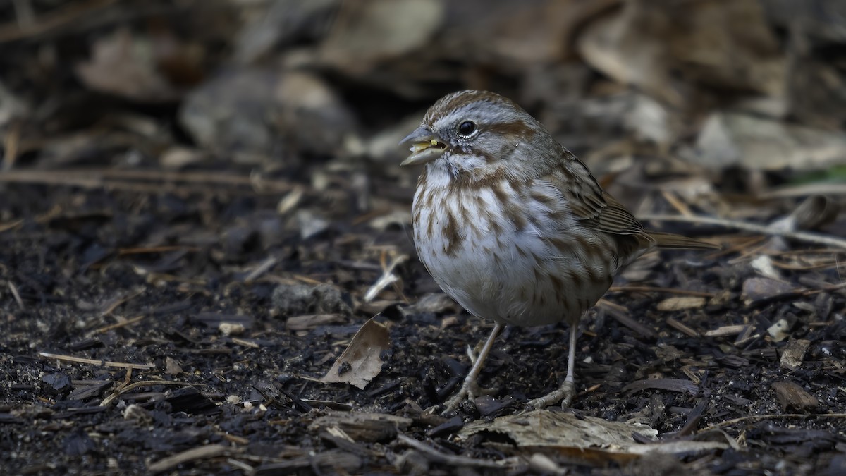 Song Sparrow (montana/merrilli) - ML592415411