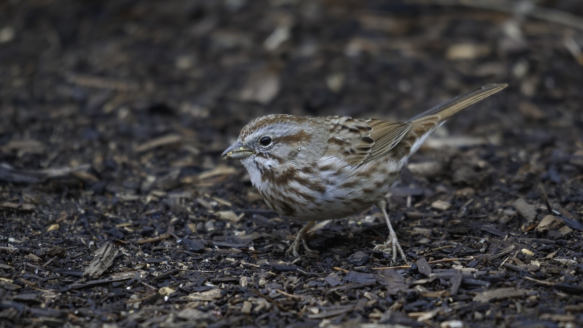 Song Sparrow (montana/merrilli) - ML592416401