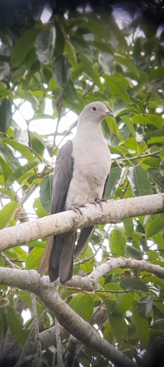 Gray Imperial-Pigeon - ML592416641