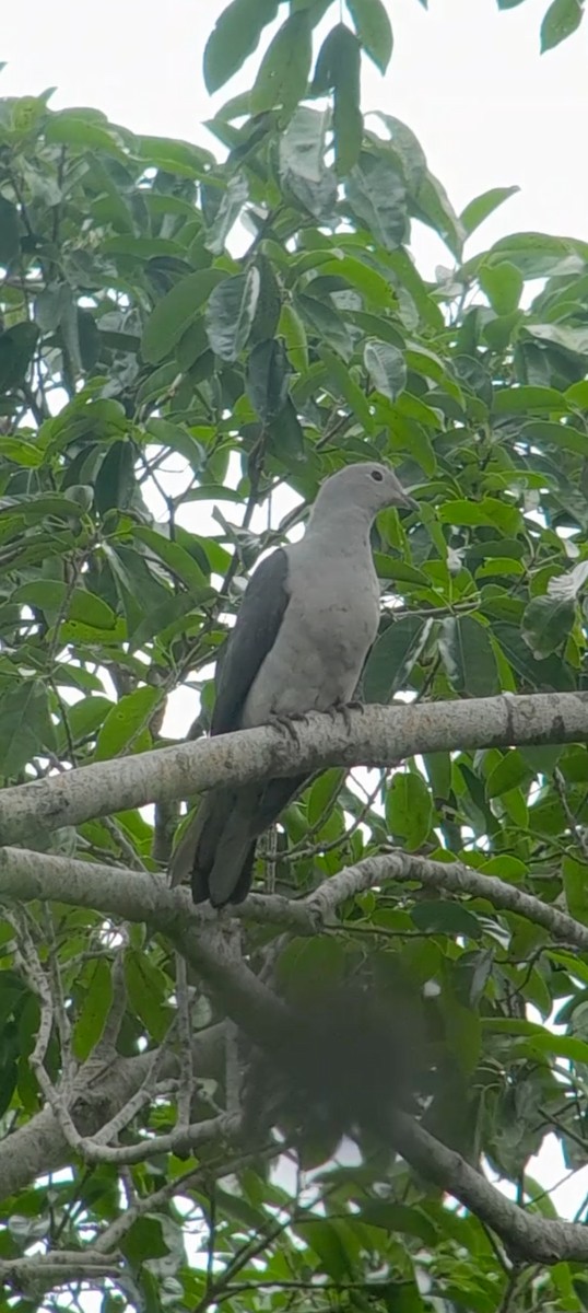 Gray Imperial-Pigeon - ML592416651