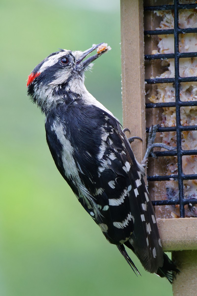 Downy Woodpecker - ML592425941