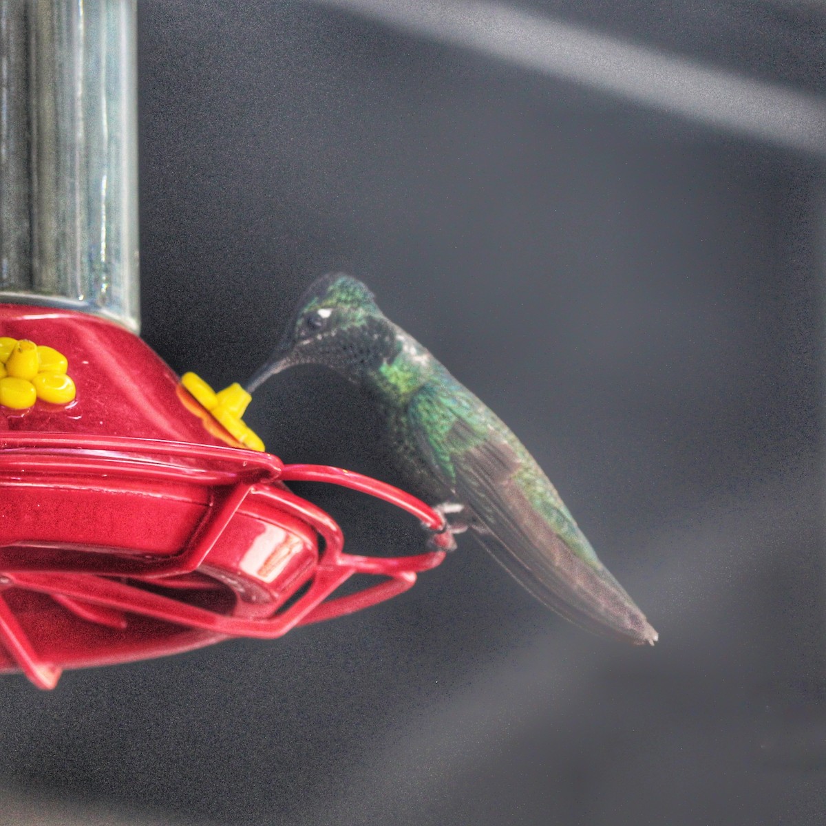 eBird Checklist 8 Jul 2023 Mt. LemmonPalisades Visitor Center 6