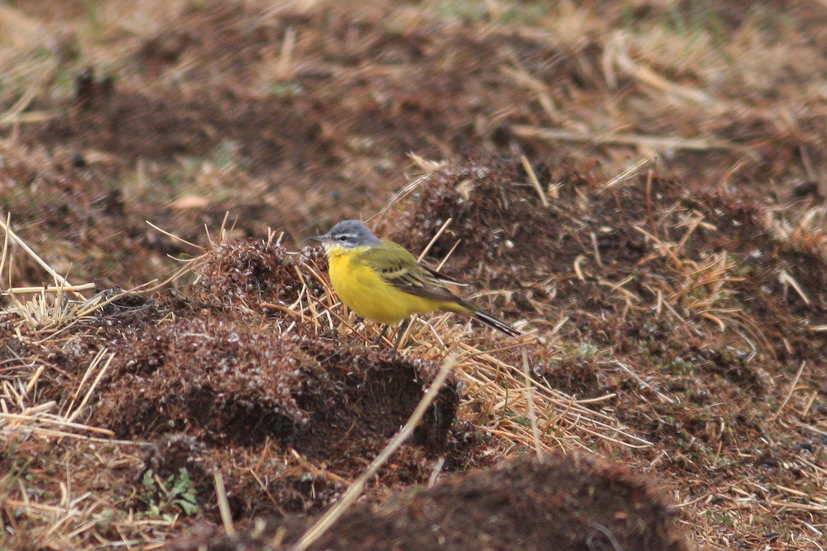 Western Yellow Wagtail - Oscar Campbell