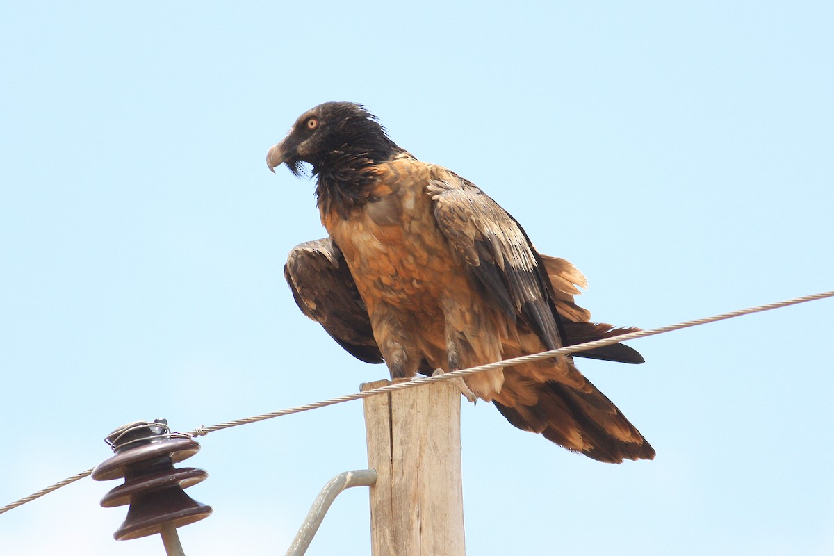 Bearded Vulture - ML592430501