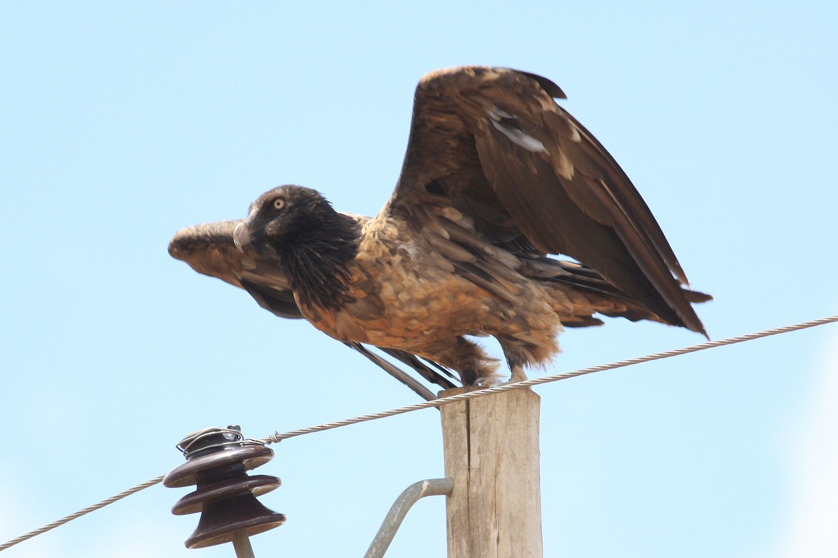 Bearded Vulture - ML592430511