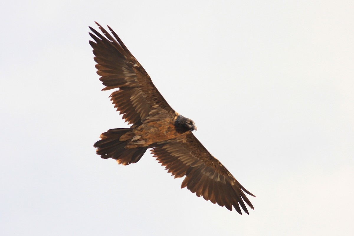 Bearded Vulture - ML592430541