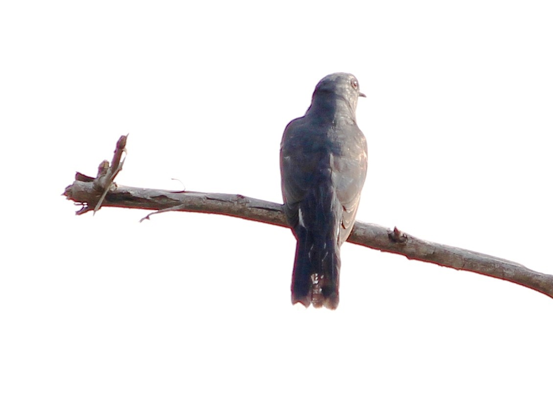 cuckoo sp. (Cuculidae sp.) - Nagaraja  Adiga