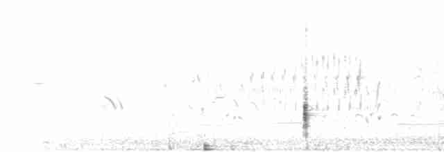 Al Kanatlı Karatavuk [phoeniceus grubu] - ML592435861