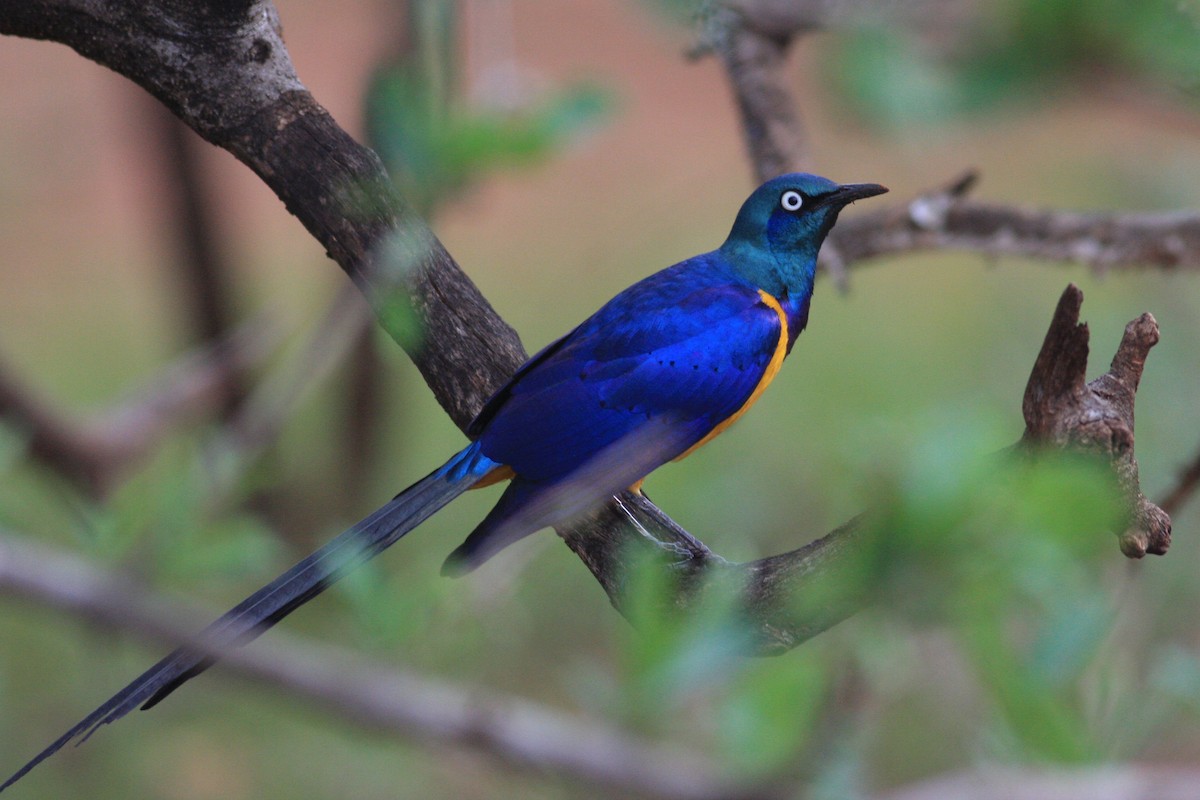 Golden-breasted Starling - ML592438381