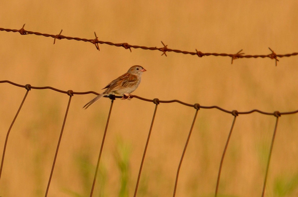 Field Sparrow - ML592438721