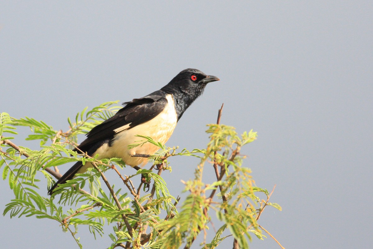 Magpie Starling - ML592439391