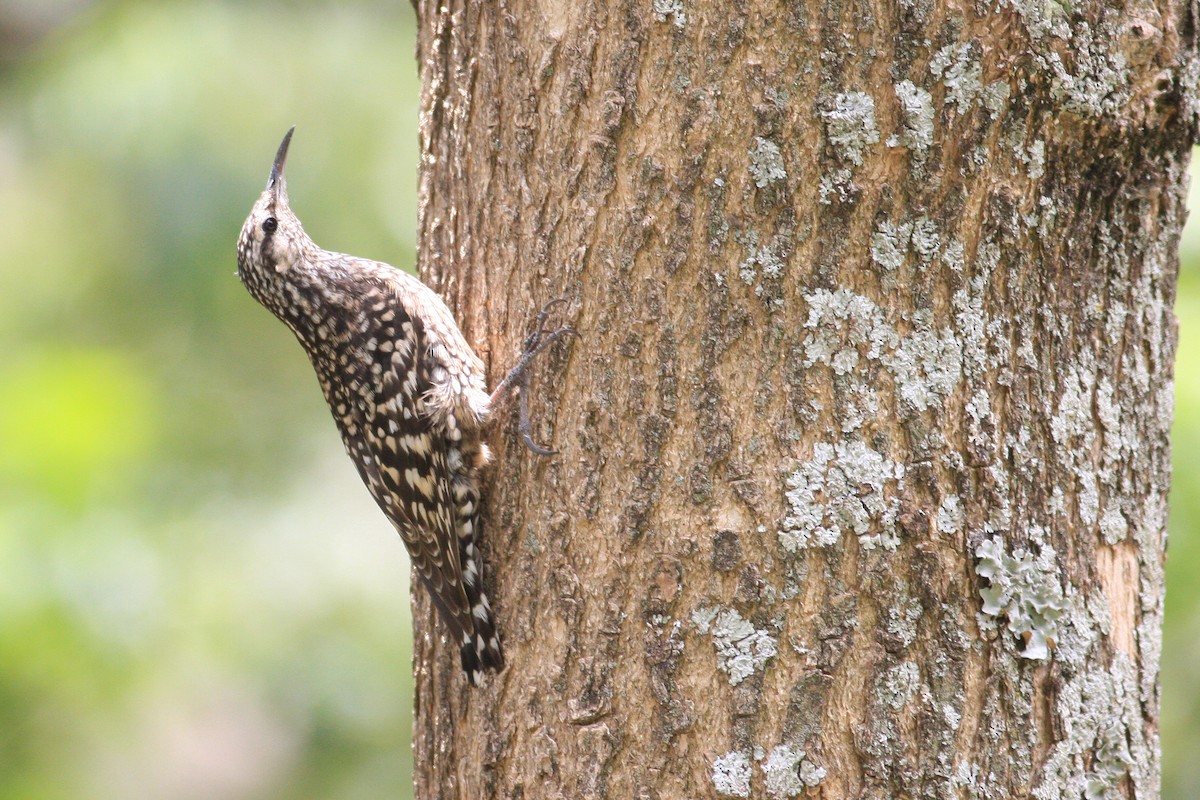African Spotted Creeper - ML592440991
