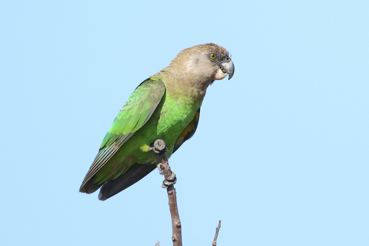 Brown-headed Parrot - Daniel Engelbrecht - Birding Ecotours