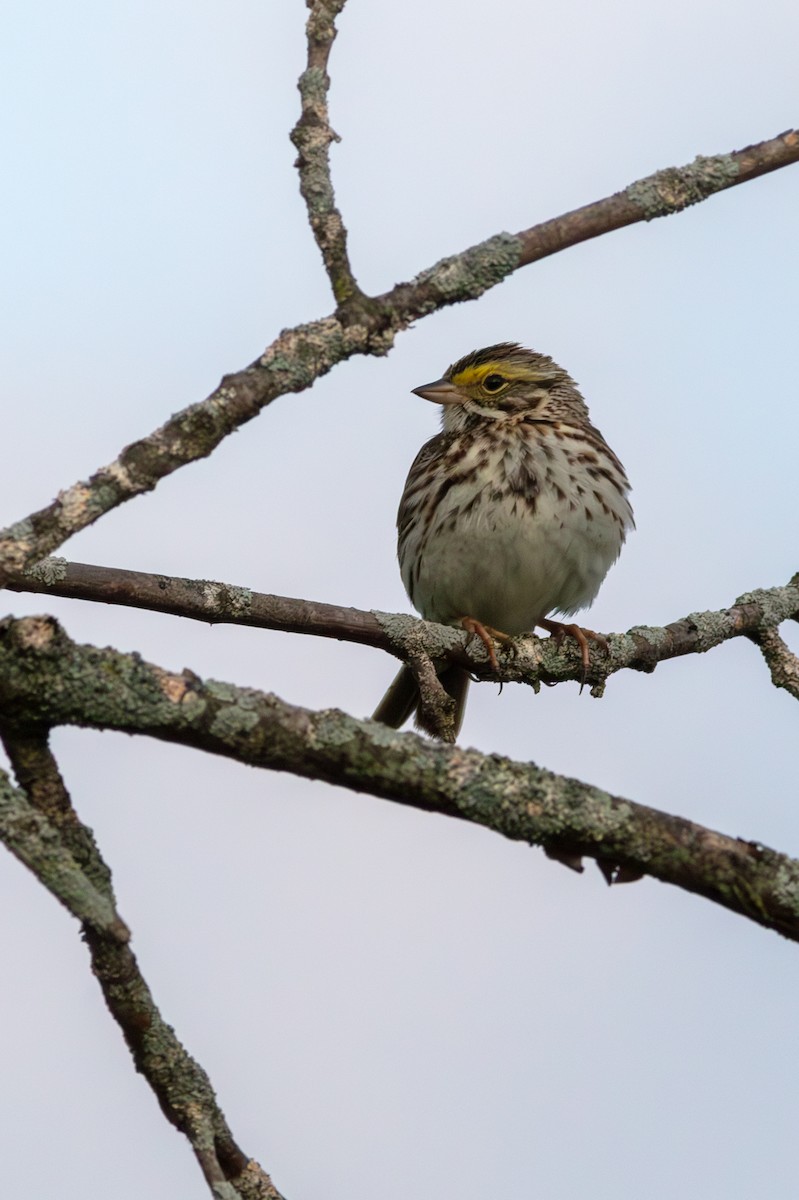 Savannah Sparrow - ML592447261