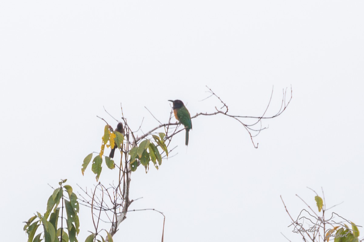 Black-headed Bee-eater - ML592447881