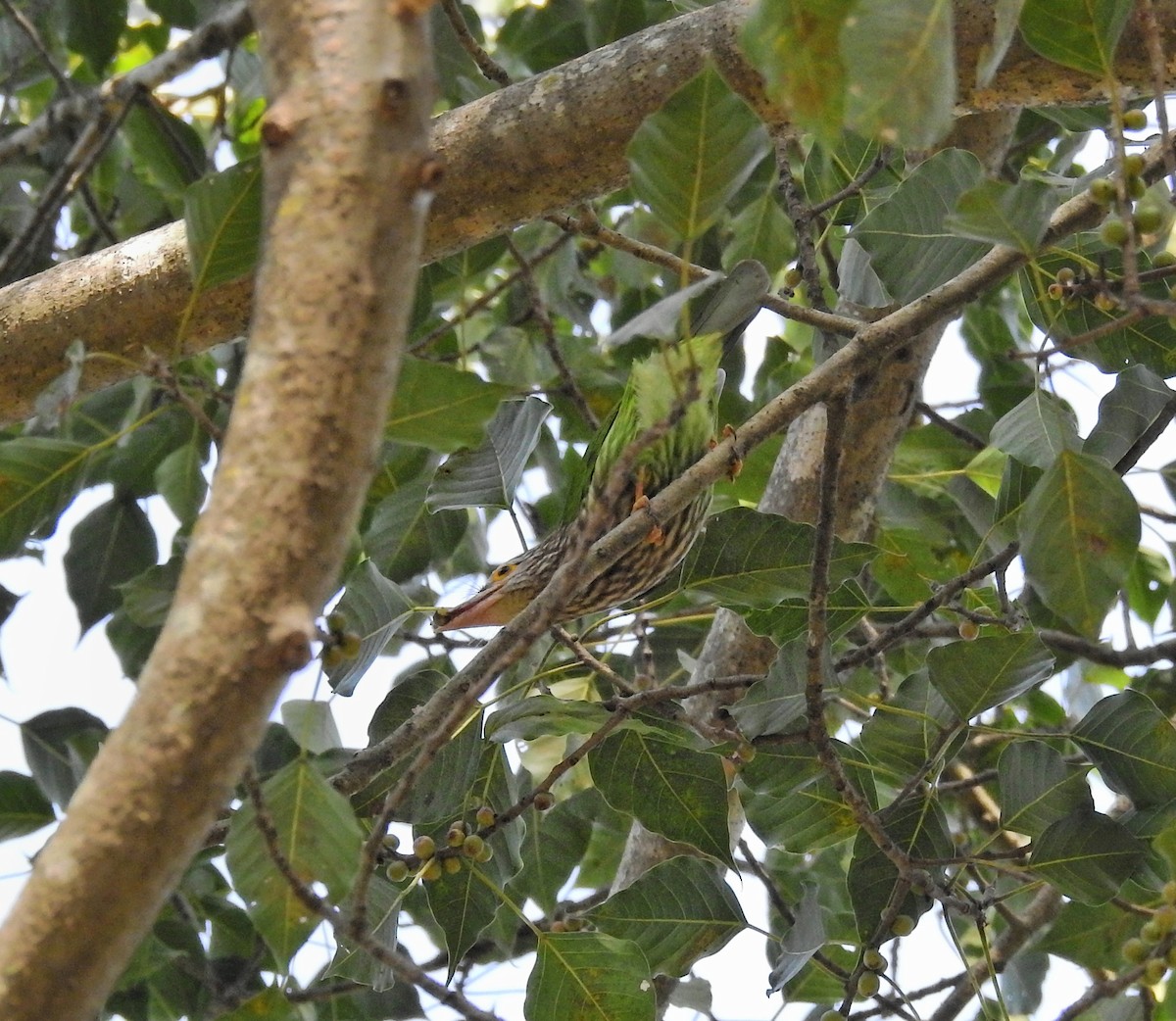 Lineated Barbet - ML592450241