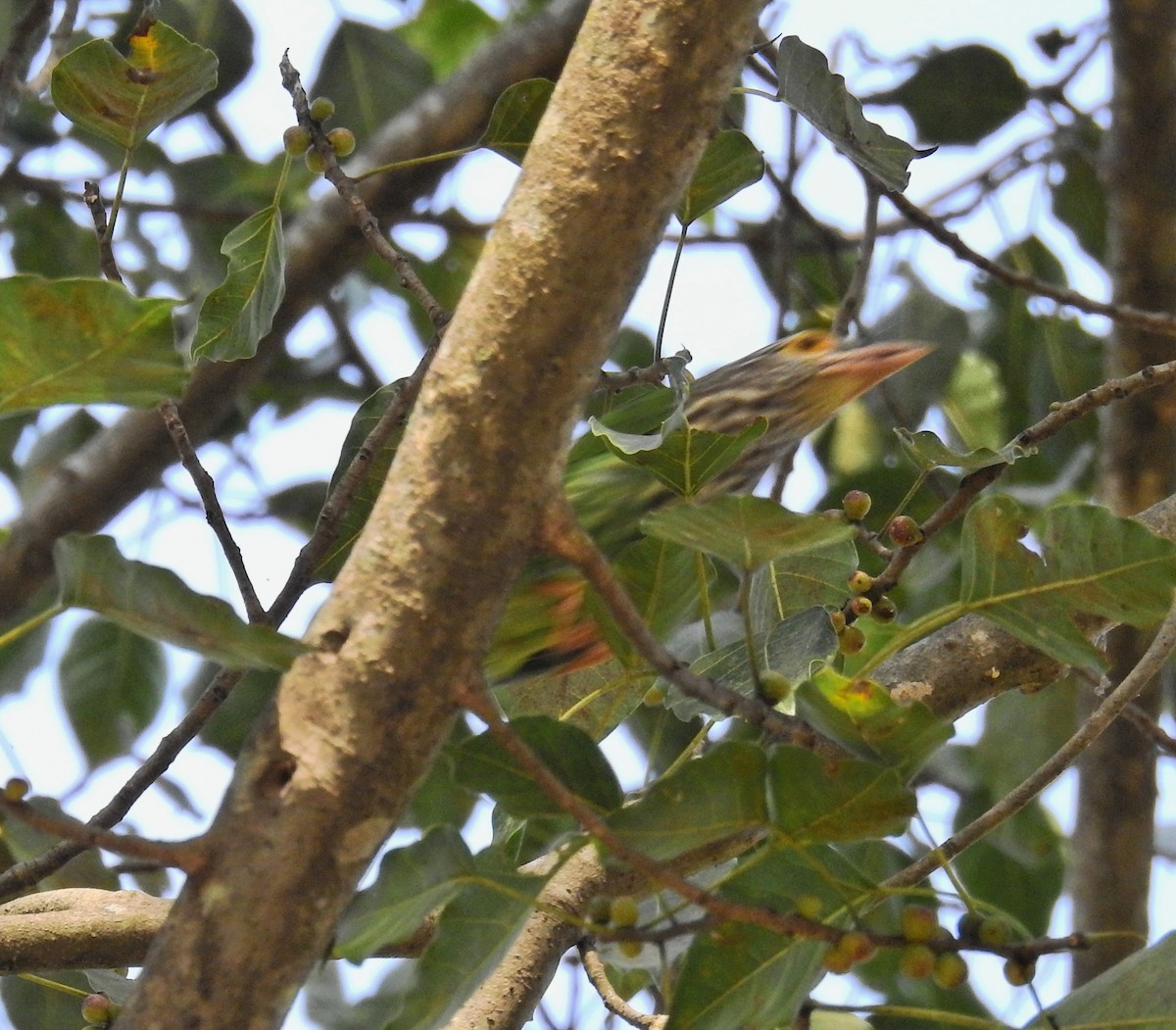 Lineated Barbet - ML592450251