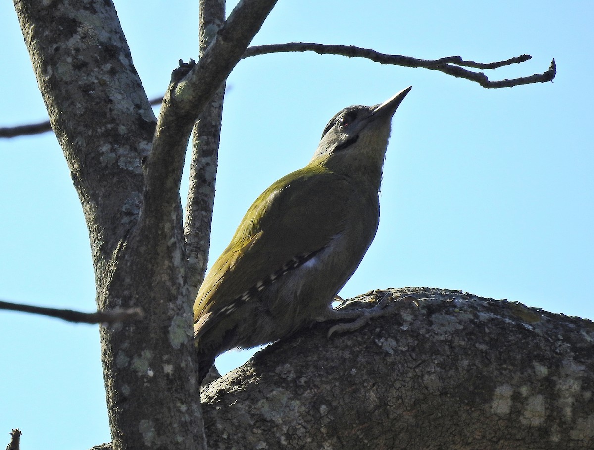 Gray-headed Woodpecker - Abhijeet Rasal