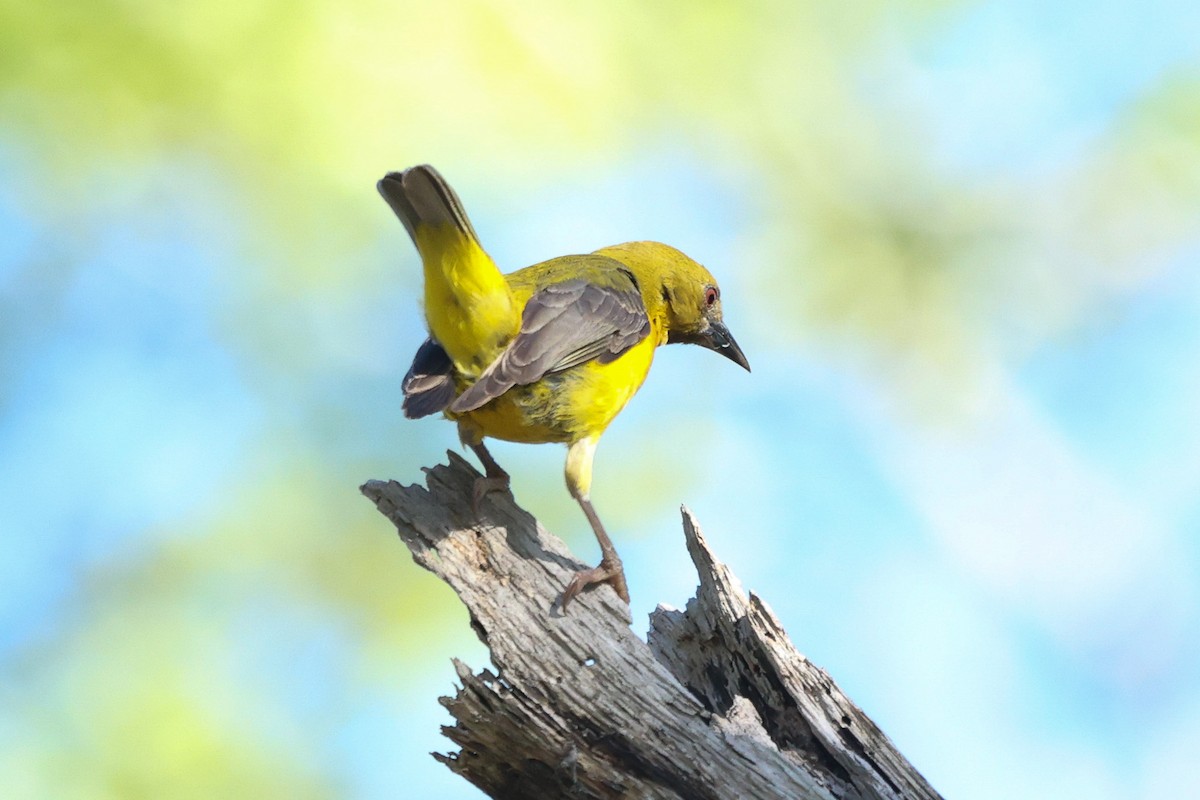 Olive-headed Weaver - Daniel Engelbrecht - Birding Ecotours