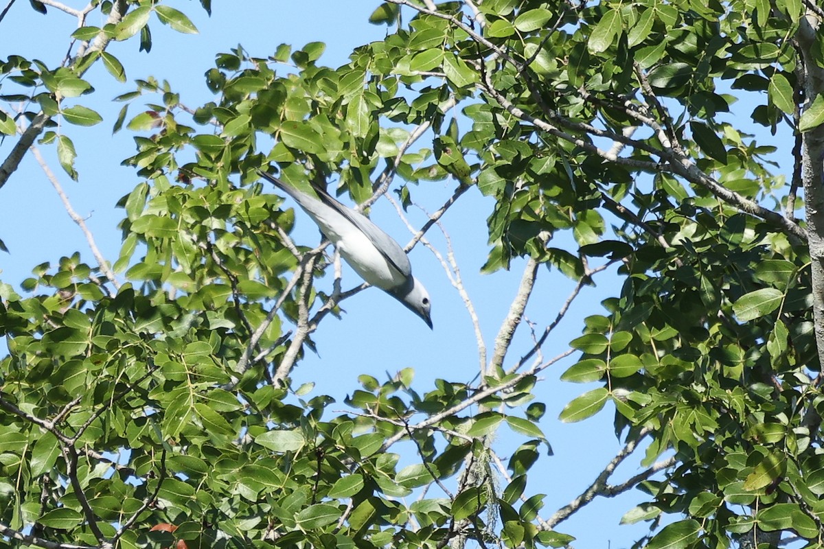 White-breasted Cuckooshrike - ML592450641