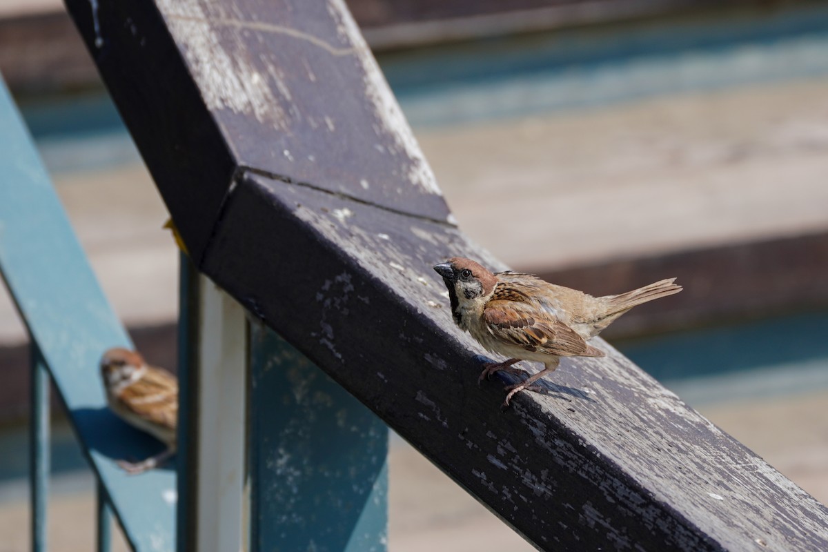 Eurasian Tree Sparrow - ML592450891