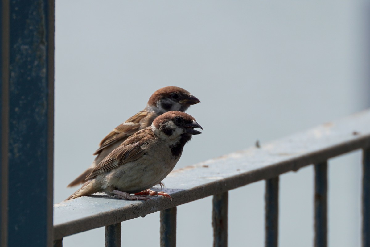 Eurasian Tree Sparrow - ML592450931