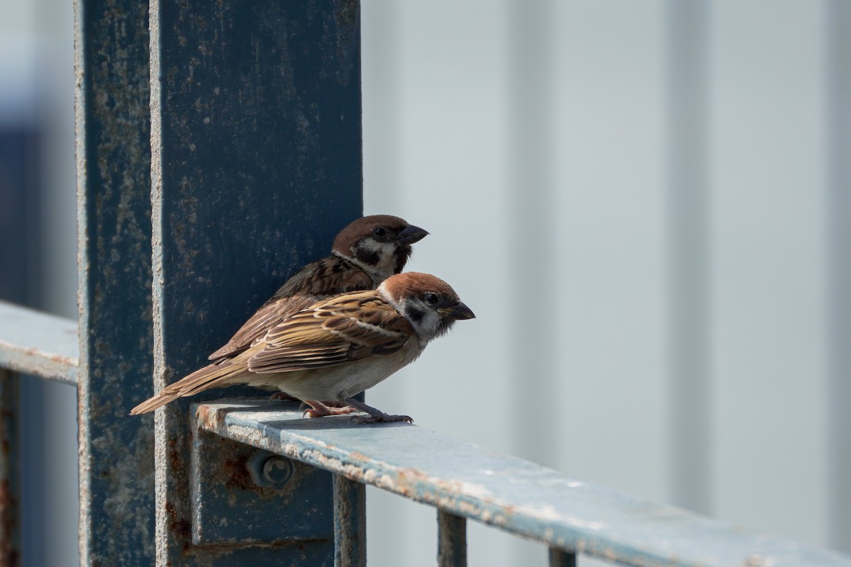Eurasian Tree Sparrow - Shih-Chun Huang