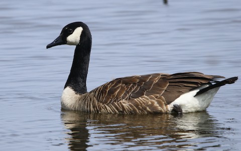 Canada Goose Branta canadensis Media Search Macaulay Library