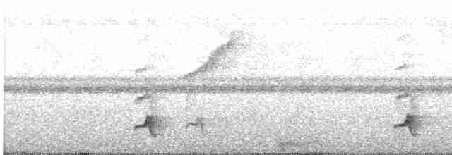 Swallow-tailed Manakin - ML592456011