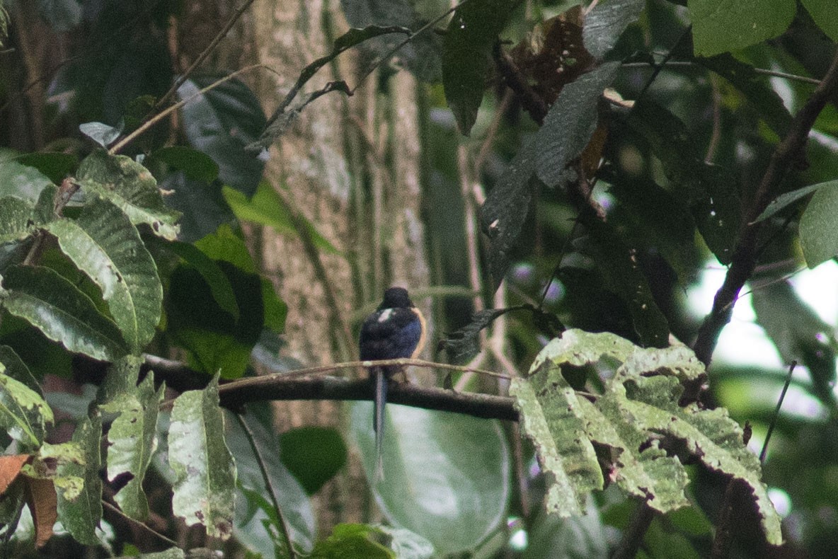 Black-capped Paradise-Kingfisher - ML592458321