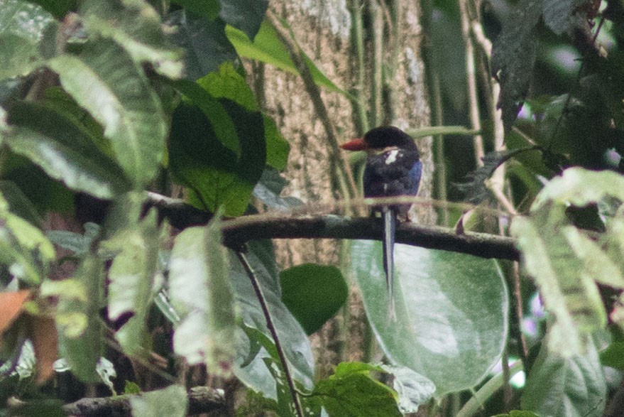 Black-capped Paradise-Kingfisher - ML592458331