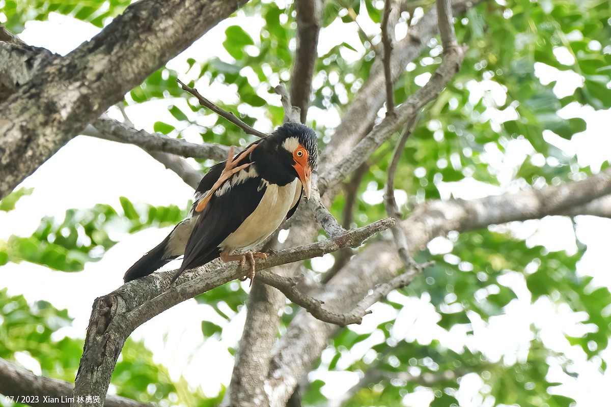 Siamese Pied Starling - Lim Ying Hien