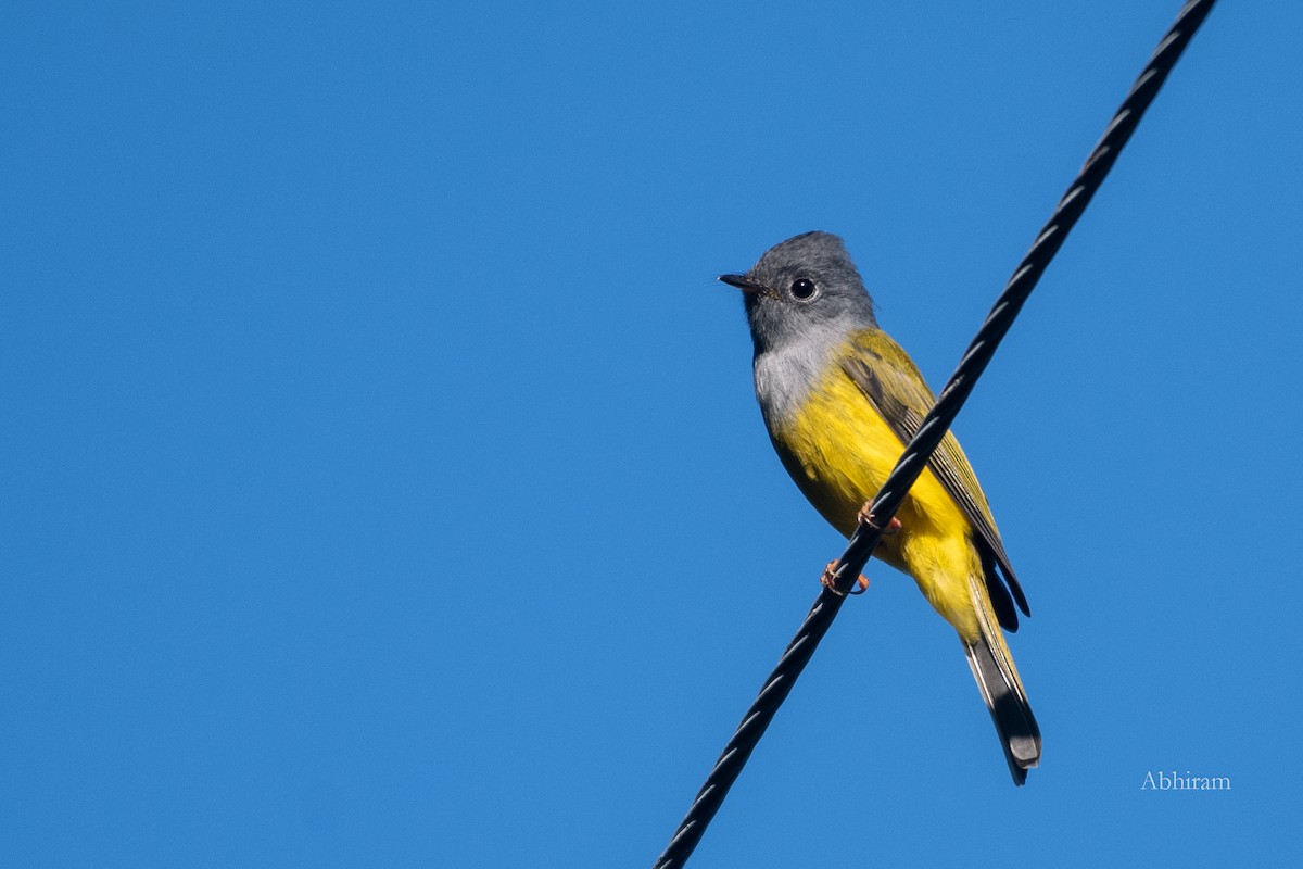 Gray-headed Canary-Flycatcher - ML592461871