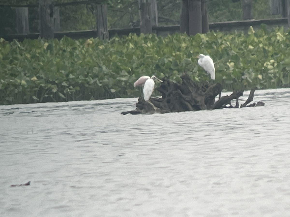 eBird Checklist 9 Jul 2023 Belle Haven ParkNorth Parking Area
