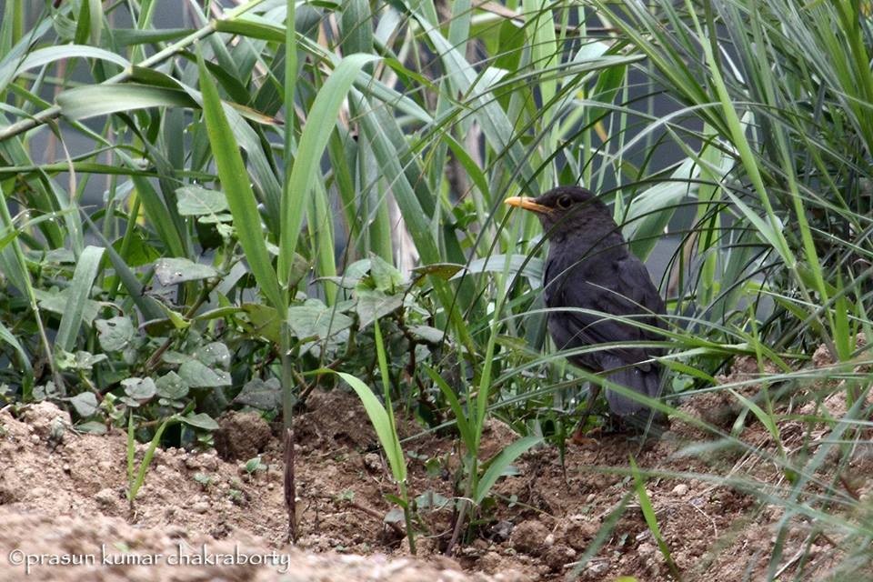Tibetan Blackbird - West Bengal Rarities
